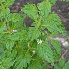 Scoparia dulcis
