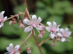 Saxifraga spathularis