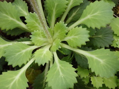 Saxifraga spathularis