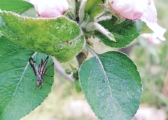 Dorycera
