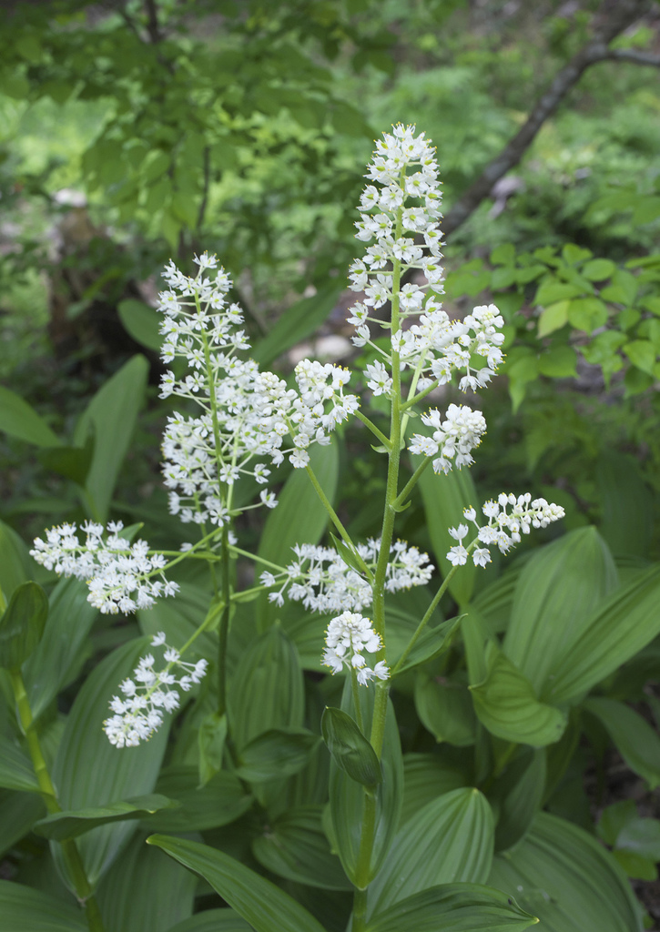 Veratrum stamineum
