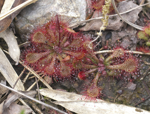 Drosera tokaiensis iNat (2)
