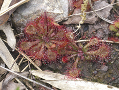 Drosera tokaiensis