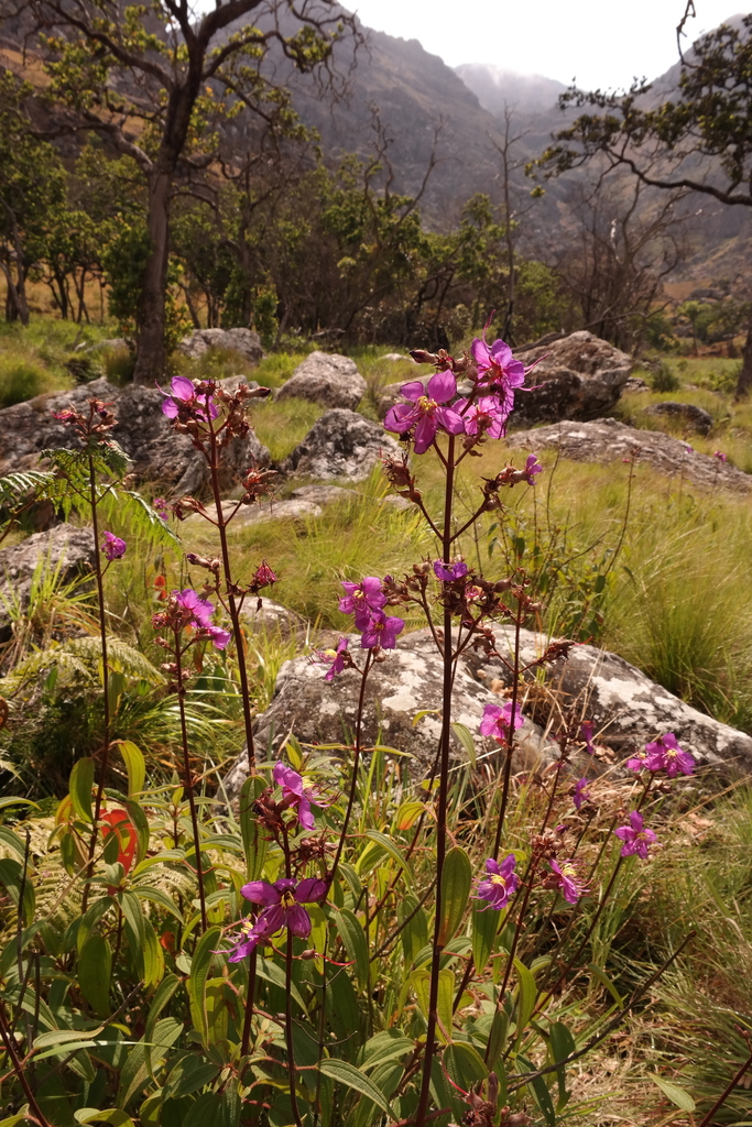 Chimanimani Dissotis