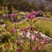 Chimanimani Dissotis - Photo (c) Nick Helme, some rights reserved (CC BY-SA), uploaded by Nick Helme