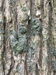 Physconia subpallida