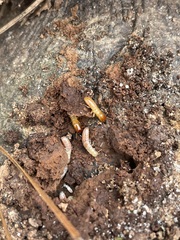 Kalotermes approximatus