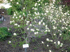 Fothergilla major
