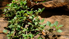 Stemodiopsis kamundii