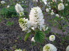 Fothergilla major