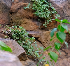 Stemodiopsis kamundii