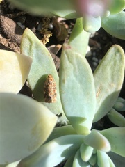 Archips argyrospila