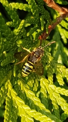 Nomada