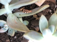 Archips argyrospila