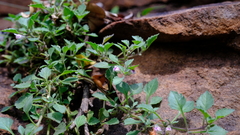 Stemodiopsis kamundii