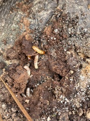 Kalotermes approximatus