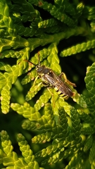 Nomada