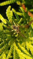 Nomada