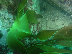 Laminaria ochroleuca