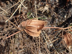 Rhynchosia monophylla