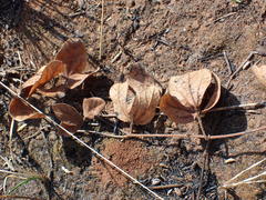 Rhynchosia monophylla