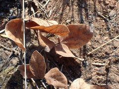 Rhynchosia monophylla