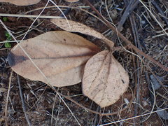 Rhynchosia monophylla