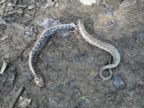 Helicops polylepis