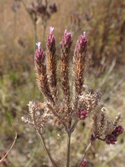 Verbena bonariensis