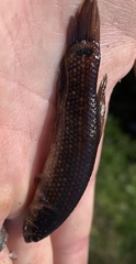 Umbra pygmaea