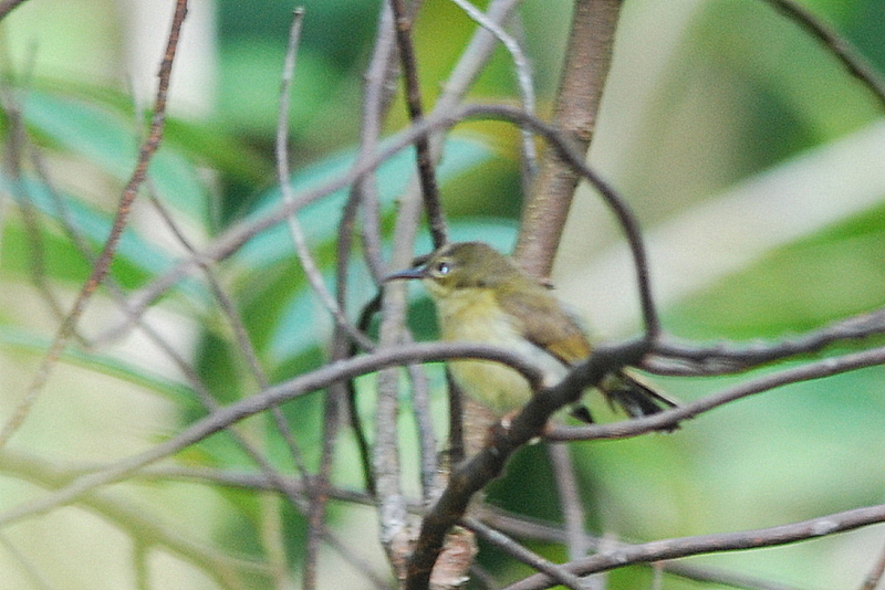 Plain-throated Sunbird (Birds of Singapore) · iNaturalist