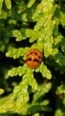 Harmonia axyridis