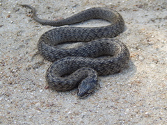 Macroprotodon brevis