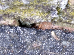 Lasius