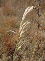 Agrostis lachnantha