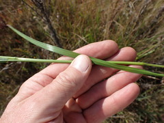 Agrostis lachnantha