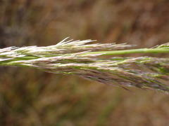 Agrostis lachnantha