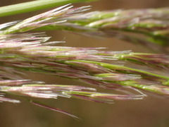 Agrostis lachnantha