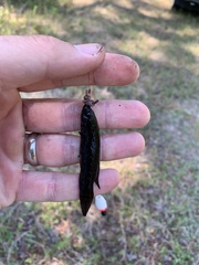 Umbra pygmaea