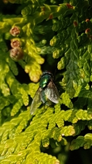 Lucilia sericata