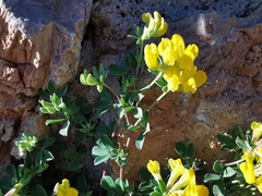 Lotus ornithopodioides