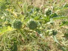 Datura stramonium