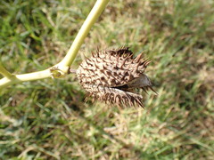 Datura stramonium