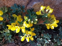 Lotus ornithopodioides