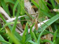 Pisaura mirabilis