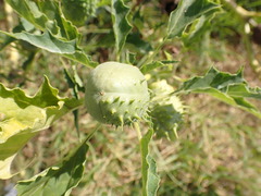 Datura stramonium