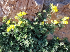 Lotus ornithopodioides