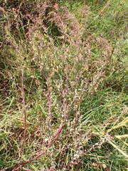 Chenopodium