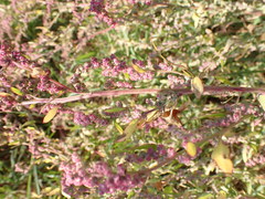 Chenopodium