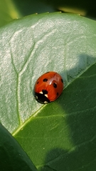 Coccinella septempunctata